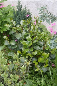 382829d6-IMG_7122 kamelija i simsi.jpg